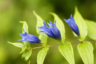 Weidenenzian, Gentiana asclepiadea, Nahaufnahme - HHF00855