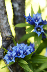 Willow gentian, Gentiana asclepiadea, close-up - HHF00854