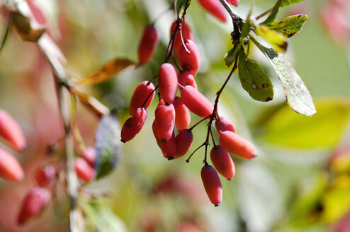 Berberitzen, Berberis vulgaris, Nahaufnahme - HHF00833