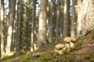 Steinpilze im Wald - HHF00870