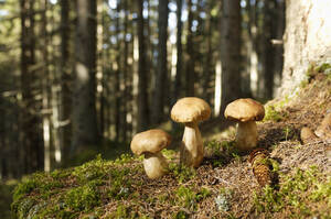 Steinpilze im Wald, Nahaufnahme - HHF00868