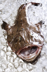 Monkfish on ice, close-up - 05576CS-U