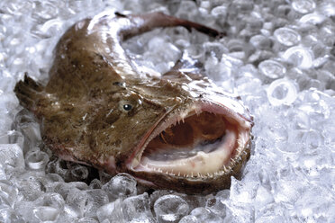 Monkfish on ice, close-up - 05538CS-U