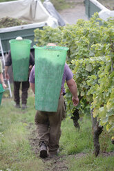 Men harvesting wine - WESTF03828