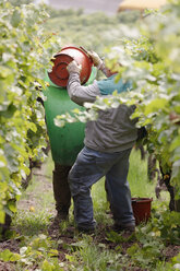 Men harvesting wine - WESTF03826