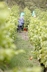 Männer bei der Weinlese - WESTF03825