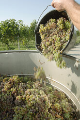 Man pouring harvested wine grapes, close-up - WESTF03816