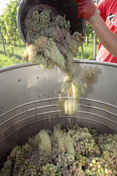 Wine harvest in vineyard - WESTF03815