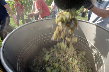 Wine harvest in vineyard - WESTF03814