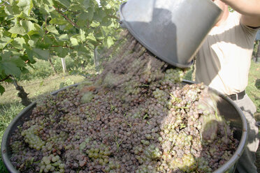 Wine harvest in vineyard - WESTF03813