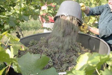 Wine harvest in vineyard - WESTF03812