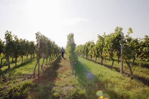 Man walking in vineyard stock photo