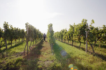 Man walking in vineyard - WESTF03810