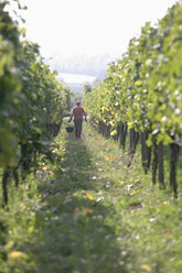 Man in vinyard - WESTF03806