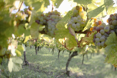 Deutschland, Weinberge - WESTF03748