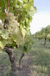 Deutschland, Weinberge - WESTF03747