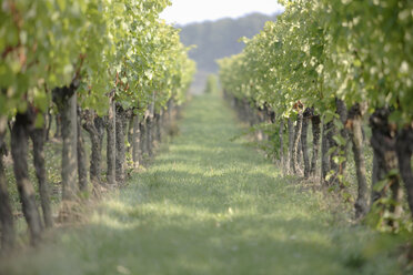 Germany, vineyards - WESTF03743