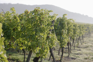 Deutschland, Weinberge - WESTF03737