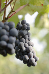 Red grapes, close-up - WESTF03717