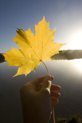 Hand holding autumnal leaf, close-up - LDF00404