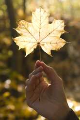 Hand holding autumnal leaf, close-up - LDF00390