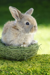 Kaninchen sitzt im Nest, Nahaufnahme - ASF02978