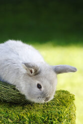 Kaninchen im Nest sitzend - ASF02976