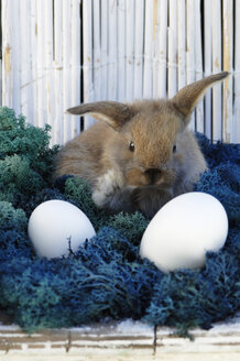 Kaninchen im Nest sitzend - ASF02970