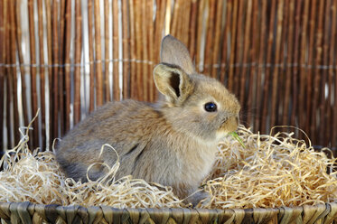 Kaninchen im Nest sitzend - ASF02961