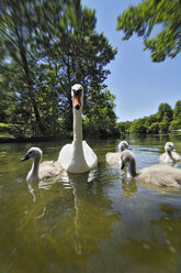 Deutschland, München, Schwäne auf Teich - MBF00597