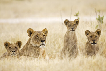 Afrika, Botswana, Löwin und Welpen - FOF00129