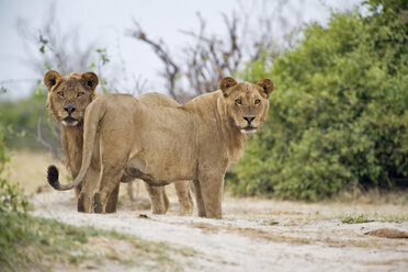 Afrika, Botswana, zwei Löwen - FOF00116