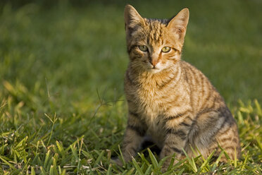 Katze auf der Wiese - FOF00096