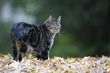 Katze läuft auf Herbstblättern - FOF00095