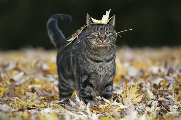 Katze läuft auf Herbstblättern - FOF00094