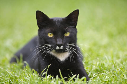 Schwarze Katze auf der Wiese, lizenzfreies Stockfoto