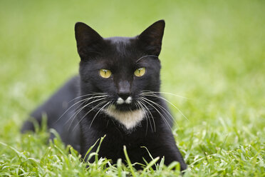 Schwarze Katze auf der Wiese - FOF00092