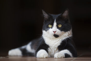 Lying cat, close-up - FOF00091