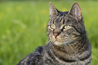 Cat in meadow - FOF00090