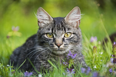 Katze auf der Wiese - FOF00079