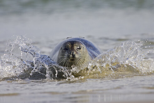 Deutschland, Helgoland, Kegelrobbe im Wasser - FOF00077