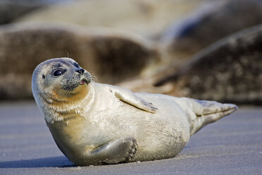 Deutschland, Helgoland, Kegelrobbe im Sand - FOF00074