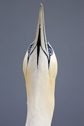 Germany, Helgoland, northern gannet, close-up - FOF00065