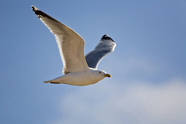 Deutschland, Helgoland, Heringsmöwe im Flug gegen blauen Himmel - FOF00053