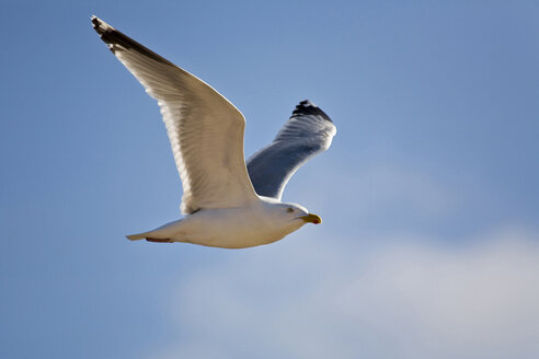 Deutschland, Helgoland, Heringsmöwe im Flug gegen blauen Himmel - FOF00053