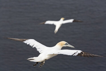 Deutschland, Helgoland, Basstölpel - FOF00051