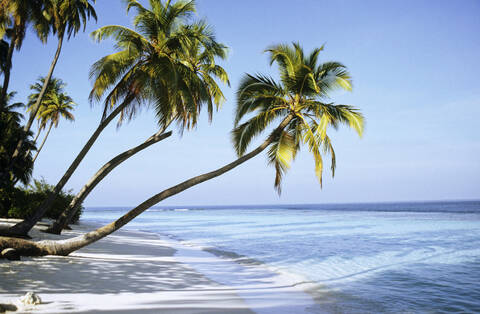 Malediven, Kokosnusspalmen am Strand, lizenzfreies Stockfoto