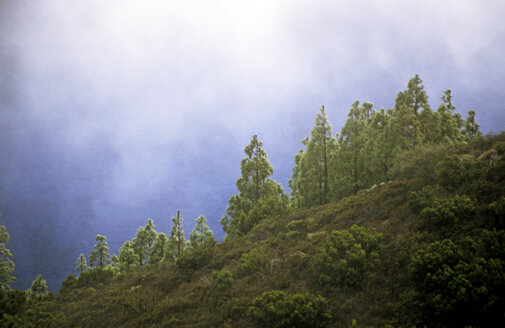 Spanien, La Gomera, Wald im Nebel - GNF00823