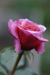 Pink rose, close-up - CRF01146