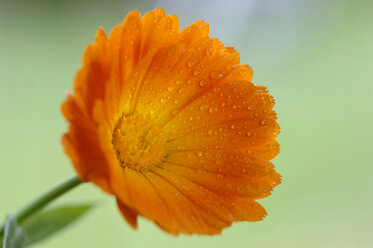 Ringelblume (Calendula officinalis), Nahaufnahme - CRF01144